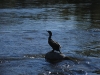 Shag